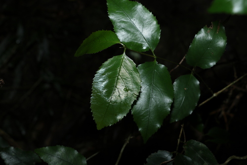 Image of Daphnandra apatela by (c) Greg Tasney, some rights reserved (CC BY-SA)