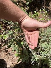 Tephrosia virginiana