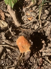Tylopilus balloui