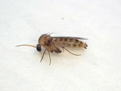 Anomalomyia guttata