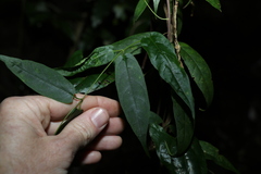 Parsonsia