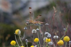 Celithemis elisa