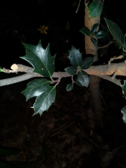 Ilex aquifolium