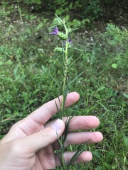 Liatris hirsuta