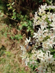 Cheilosia illustrata