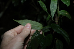 Parsonsia