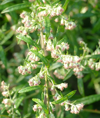 Artemisia indica