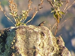 Tropidurus