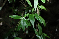 Parsonsia