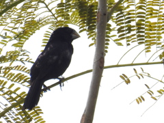 Sporophila crassirostris