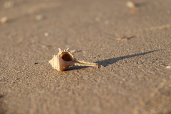 Muricidae