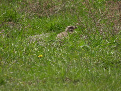 Tympanuchus phasianellus