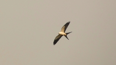 Elanoides forficatus