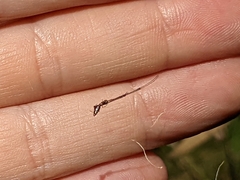 Argyrodes antipodianus