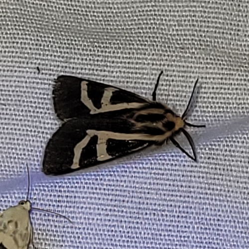 Grammia f-pallida photo 2