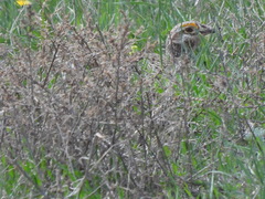 Tympanuchus phasianellus