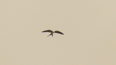 Elanoides forficatus