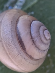 Bradybaena similaris