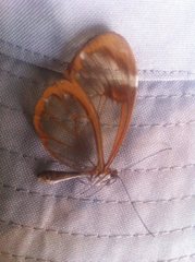 Greta morgane morgane