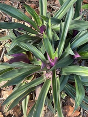 Tradescantia spathacea