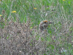 Tympanuchus phasianellus