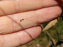Argyrodes antipodianus