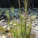 Dracophyllum lessonianum - Photo (c) tangatawhenua, algunos derechos reservados (CC BY-NC), subido por tangatawhenua