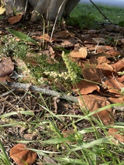 Cenchrus echinatus