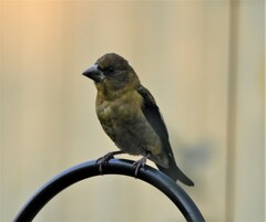 Coccothraustes vespertinus