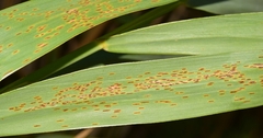 Puccinia phragmitis