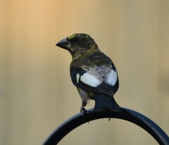 Coccothraustes vespertinus