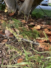 Cenchrus echinatus