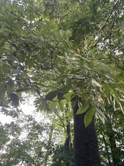 Carya tomentosa