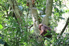 Macaca arctoides