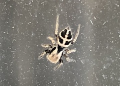 Habronattus klauseri