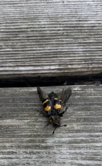 Nicrophorus tomentosus