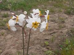 Leucocoryne coronata