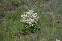Crambe tataria