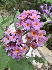 Buddleja davidii