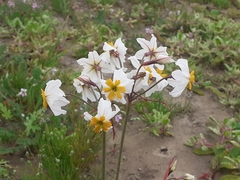 Leucocoryne coronata
