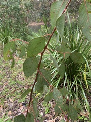 Homalanthus populifolius