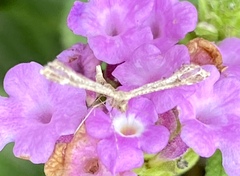 Lantanophaga pusillidactylus