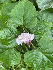 Clerodendrum chinense