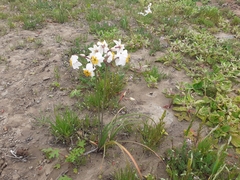 Leucocoryne coronata