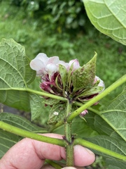 Clerodendrum chinense