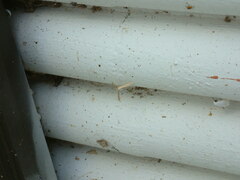 Hellinsia homodactylus