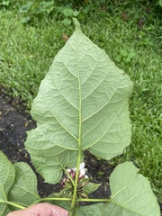 Clerodendrum chinense
