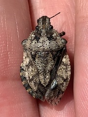 Brochymena