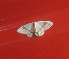 Macrocilix mysticata