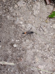 Ammophila sabulosa